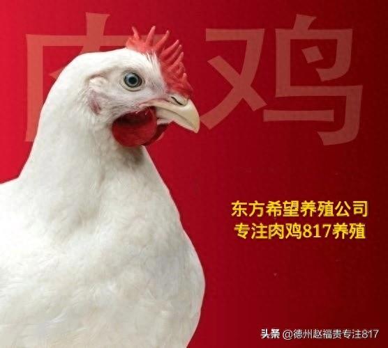 817肉杂毛鸡行情（棚前价格）12月6日