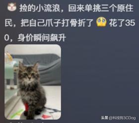 狸花猫战斗力爆棚，网友，从未见过它怂！